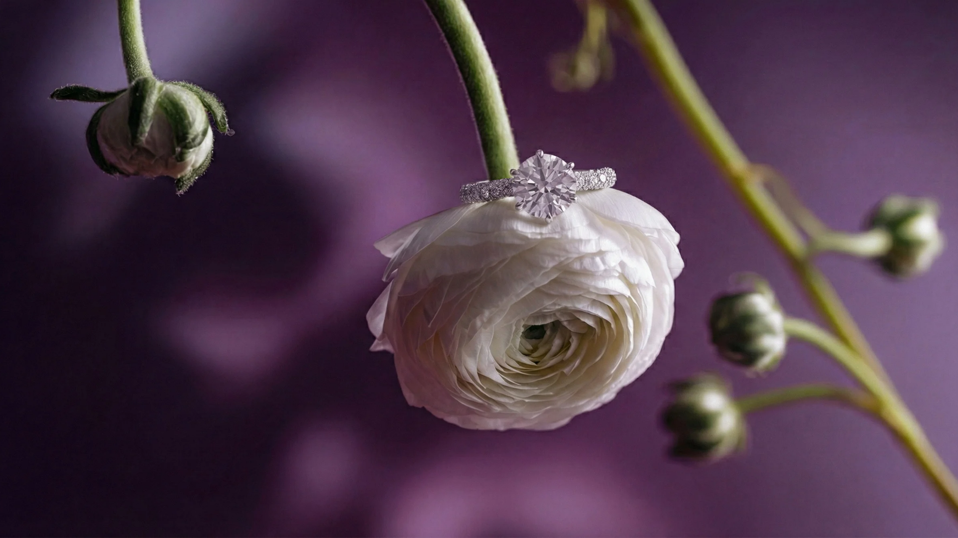 Pas de Deux's Kitri ring delicately hanging on a white peony flower against a purple background